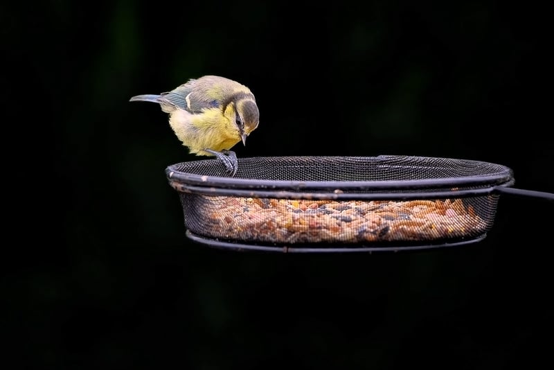 Plastic Bottle Bird Feeder